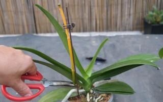 蝴蝶兰叶子变薄的原因，可能是水分太多或光照不足所致