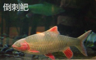 军鱼好不好吃，肉质细嫩鲜美深受消费者欢迎