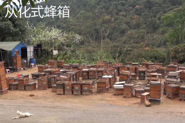中蜂箱能放几框合适，标准箱能容纳10个巢框