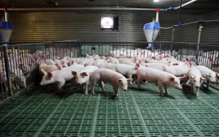 猪的应激反应如何减少，尽可能提供营养好的饲料