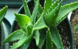 芦荟需要经常浇水吗,浇水频率与季节还有温度有关系