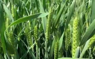 山农116小麦种子特点,注意防治白粉病和赤霉病