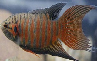 菩萨鱼怎么区分公母，体型、体色和腹部等均不同