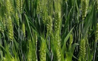 龙辐麦22小麦品种的特性，出苗至成熟生育日数89天左右