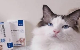 猫吃驱虫药吐了怎么办，需再服用一次驱虫药