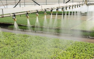 温室大棚蔬菜冬季浇水注意事项，要坚持做到膜下暗灌