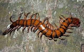 蜈蚣介绍,属于性情凶猛的节肢动物