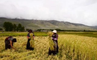 青稞和小麦有什么区别,穗部、果实和产地均不同