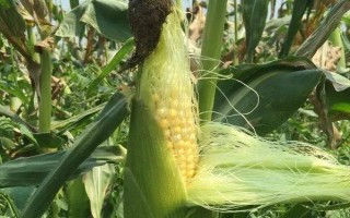 H1303玉米种子介绍，注意防治丝黑穗病