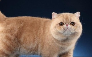 梁老财是什么猫，是一只加菲猫