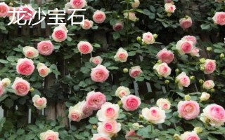哪些爬藤月季比较好,包括大游行、胭脂扣、粉色达芬奇等品种