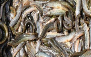 泥鳅的价格，一般在15-20元左右一斤