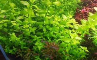 印度小圆叶水草好不好养，适应能力强容易养