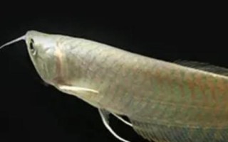 银龙鱼蒙眼病的原因，主要就是因为细菌感染