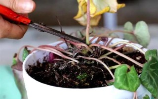 迎客来花蔫了的原因，可能是土壤不适或浇水过多等