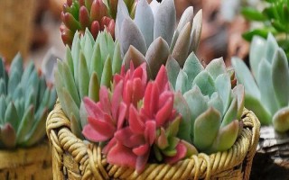 养殖落日之雁的方法，春秋季节可提供全日照