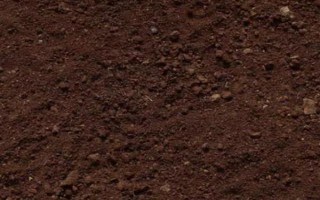 水仙何时种植，9-10月份比较合适