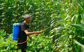 玉米灌浆期倒伏怎么办，可人工扶直