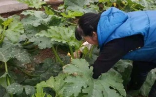 大棚西葫芦化瓜是什么原因，可能是授粉不良所致