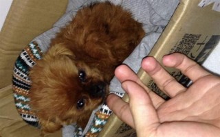 养泰迪狗要注意什么，2月龄每天至少喂3次