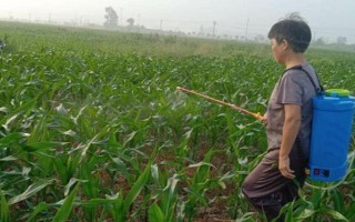 玉米打什么叶面肥可增产，通常喷施尿素和磷酸二氢钾