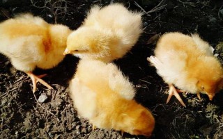 小鸡出壳多长时间可以喂食喂水，必须在24小时之内喂食