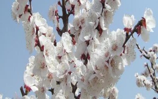 杏花开放的节气，最早开放节气为雨水