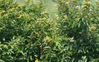 板栗只开花不结果原因，土壤不适合或者缺水都会导致