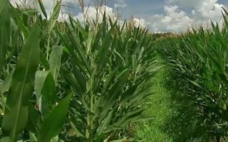 MN166玉米种简介，中抗弯孢叶斑病