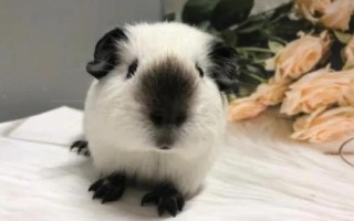 荷兰猪喜欢在什么样的环境下生活，安静、温暖、湿度适中环境