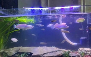 斗鱼烧尾的原因，可能是水质太差或细菌感染所致