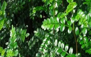 清香木花的寓意,寓意淡雅、朴实无华等