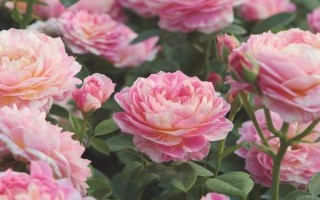 皮实好养的月季花品种，有自由精神、红色龙沙宝石等