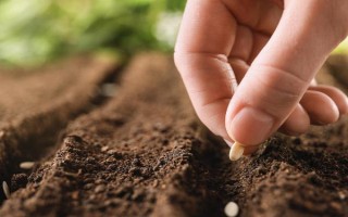 小米草种子的种植方法，播种时间根据温度来决定