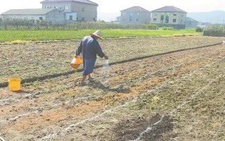 苦瓜的整枝打叉方法，把枝蔓顶端的叶梢剪除可促进侧枝生长