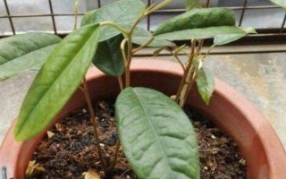 榴莲种子能不能种，种植前将种子放在清水中浸泡3-7天