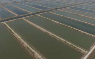基围虾苗的价格,250-280元左右一万尾