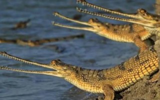 恒河鳄是什么动物，属爬行动物