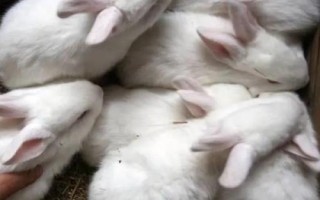 提高兔子繁殖率的方法，关键是要选择合格的种兔