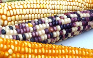 粘玉米是不是转基因，当前国内未推广转基因玉米