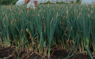 大葱怎么在冬季进行水栽，每隔3天要追施一次营养液