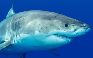 鲨鱼的寿命，一般能存活70-100年左右