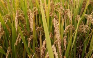 糯米的种植技术,喷洒壮穗灵可达到增产的目的