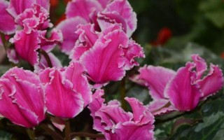 迎客来花蔫了的原因，可能是土壤不适或浇水过多等