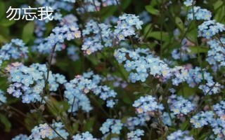 圣诞节适合送哪些花卉,玫瑰花、百合花、郁金香等品种可以考虑