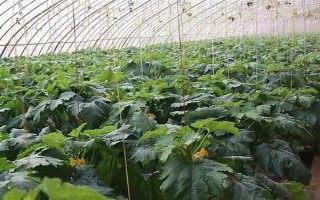 大棚西葫芦化瓜是什么原因，可能是授粉不良所致