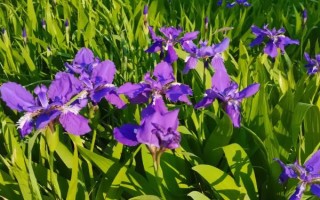 紫鸢尾花的花语,寓意吉祥幸运、信仰崇敬等