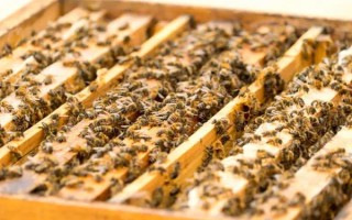 蜜蜂如何养殖，了解蜜蜂的生活习性是前提