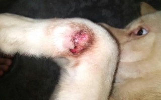 高龄狗狗突然后脚瘸了的原因，可能是脚部创伤、长期性缺少钙等