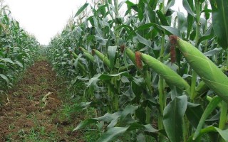 宣玉6号玉米种简介，足墒播种